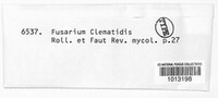 Fusarium clematidis image